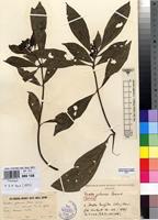 Isotype of Pavetta yalaensis Bremek. [family RUBIACEAE]