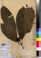 Type of Chomelia longifolia De Wild. [family RUBIACEAE]