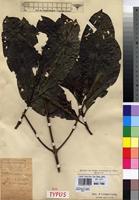 Isosyntype of Grumilea vermoesenii De Wild. [family RUBIACEAE]