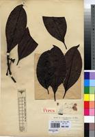 Syntype of Grumilea vermoesenii De Wild. [family RUBIACEAE]