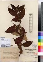 Type of Pseudosabicea becquetii N.Halle [family RUBIACEAE]