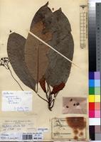 Isotype of Psychotria calceata E.M.A.Petit [family RUBIACEAE]