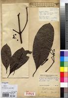 Syntype of Grumilea cabrae De Wild. [family RUBIACEAE]