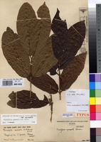 Filed as Tricalysia anomala E.A.Bruce var. anomala [family RUBIACEAE]