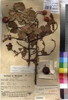 Type of Capparis lucens Hauman [family CAPPARACEAE]