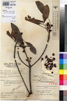 Type of Uapaca nitida Mull.Arg. var. sokolobe P.A.Duvign. [family EUPHORBIACEAE]