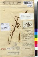 Holotype of Leucas fulva Robyns & Lebrun [family LAMIACEAE]