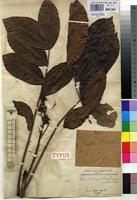 Holotype of Entandrophragma candolleanum De Wild. & T.Durand [family MELIACEAE]