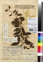 Isosyntype of Clutia glabrescens Knauf [family EUPHORBIACEAE]