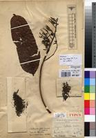 Type of Fagara gilletii De Wild. [family RUTACEAE]