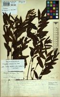 Holotype of Acalypha elskensii De Wild. [family EUPHORBIACEAE]