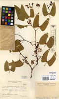 Filed as Colophospermum mopane (J.Kirk ex Benth.) J.Leonard [family LEGUMINOSAE-CAESALPINIACEAE]