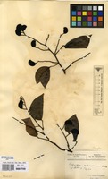 Filed as Guibourtia coleosperma (Benth.) J.Leonard [family LEGUMINOSAE-CAESALPINIACEAE]
