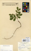 Filed as Schotia brachypetala Sond. [family LEGUMINOSAE-CAESALPINIACEAE]