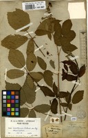 Holotype of Rubus montanus Lib. ex Lej. [family ROSACEAE]