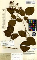 Lectotype of Rubus cinerascens Weihe ex Lej. & Courtois [family ROSACEAE]