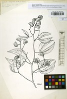 Filed as Guibourtia coleosperma (Benth.) J.Leonard [family LEGUMINOSAE-CAESALPINIACEAE]