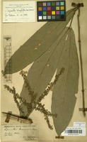 Type of Lepisanthes basicardia Radlk. [family SAPINDACEAE]
