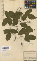 Syntype of Serjania tenuis Radlk. [family SAPINDACEAE]