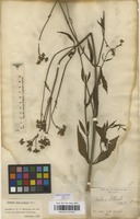 Filed as Verbena brasiliensis Vell. [family VERBENACEAE]