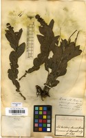 Filed as Acalypha claussenii (Turcz.) Mull.Arg. [family EUPHORBIACEAE]