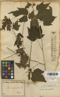 Type of Abutilon inflatum Garcke & K.Schum. [family MALVACEAE]