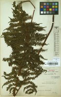 Isotype of Pteris mollis Christ [family PTERIDACEAE]