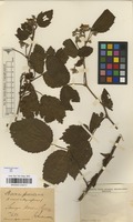 Type of Rubus frisicus Frid. ex Aschcis. & Graebn. [family ROSACEAE]