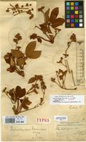 Holotype of Vitex lukafuensis De Wild. [family LABIATAE]