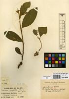 Isotype of Tephrosia dasyphylla Welw. ex Baker subsp. amplissima Brummitt [family LEGUMINOSAE-PAPILIONACEAE]