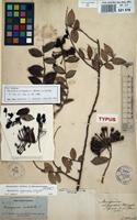 Isotype of Marcgravia oligandra C.Wright ex Griseb. [family MARCGRAVIACEAE]