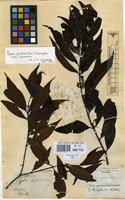 Isotype of Griffithia gardneri Thwaites [family ANNONACEAE]