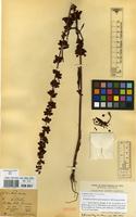 Holotype of Rumex crispus L. [family POLYGONACEAE]