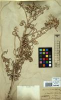 Type of Cousinia mollis Schrenk [family COMPOSITAE]