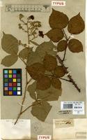 Type of Rubus vulgaris Weihe & Nees var. glabratus Weihe [family ROSACEAE]