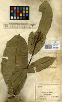 Isosyntype of Faramea trinervia K.Schum. & Donn.Sm. [family RUBIACEAE]