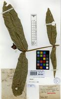 Isosyntype of Faramea trinervia K.Schum. & Donn.Sm. [family RUBIACEAE]