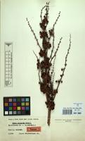 Type of Rumex xenogenus Rech.f. [family POLYGONACEAE]