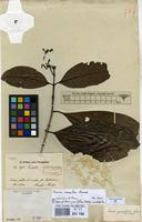 Isosyntype of Ixora grandifolia M?ll.Arg. [family RUBIACEAE]