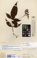 Isotype of Rondeletia colombiana Rusby [family RUBIACEAE]