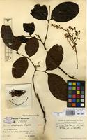 Isotype of Guioa contracta Radlk. [family SAPINDACEAE]