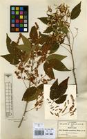 Type of Thouinia acuminata S.Watson [family SAPINDACEAE]