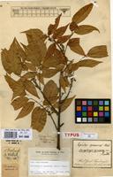 Type of Sapindus squamosus Roxb. [family SAPINDACEAE]