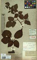 Lectotype of Rubus fuscus Weihe & Nees ex Bluff & Fingerh. [family ROSACEAE]
