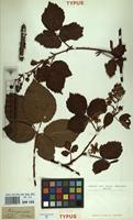 Type of Rubus plicatus Weihe & Nees [family ROSACEAE]