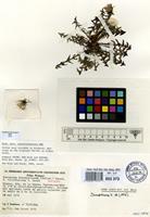 Isotype of Taraxacum brachyglossum Dahlst. forma fulvifructum Soest [family COMPOSITAE]