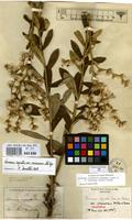 Syntype of Vernonia cognata Less. var. cinerascens Baker [family COMPOSITAE]