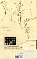 Filed as Galium divaricatum Pourr. ex Lam. [family RUBIACEAE]