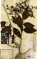 Filed as Wendlandia tinctoria (Roxb.) DC. [family RUBIACEAE]