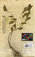 Syntype of Acalypha pilifera Klotzsch ex Baill. [family EUPHORBIACEAE]